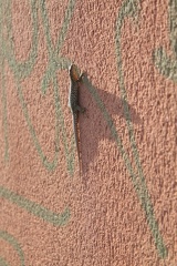 Lézard des souches, sur mur (mais de près)