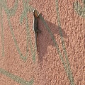 Lézard des souches, sur mur (mais de près)