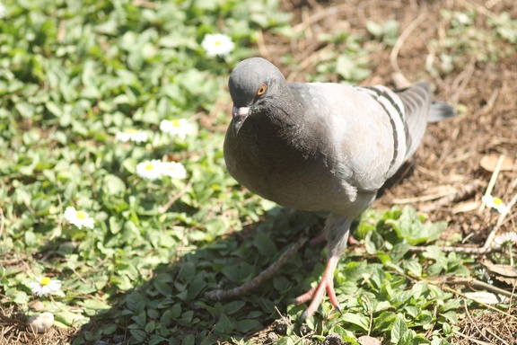 Pigeon