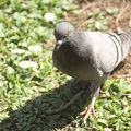 Pigeon