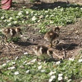 Canetons (Jardin Public de Bordeaux)