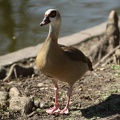 Canard (Jardin Public de Bordeaux)