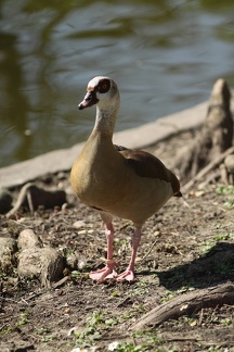 Canard (Jardin Public de Bordeaux)