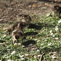 Canetons (Jardin Public de Bordeaux)