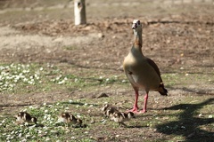 Cane et canetons (Jardin Public de Bordeaux)