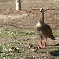 Cane et canetons (Jardin Public de Bordeaux)