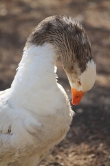 Oie (Jardin Public de Bordeaux)