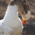 Oie (Jardin Public de Bordeaux)