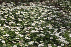 Fleurs (Jardin Public de Bordeaux)