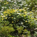 Flore du Jardin Public (Bordeaux)