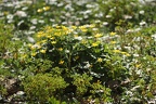 Flore du Jardin Public (Bordeaux)