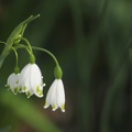 Flore du Jardin Public (Bordeaux)