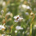 Flore du Jardin Public (Bordeaux)