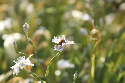 Flore du Jardin Public (Bordeaux)