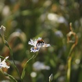 Flore du Jardin Public (Bordeaux)