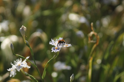 Flore du Jardin Public (Bordeaux)