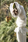 Bananier (jardin botanique du Jardin Public, Bordeaux)