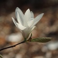 Magnolia (Jardin Public, Bordeaux)