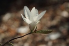 Magnolia (Jardin Public, Bordeaux)