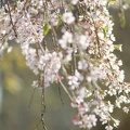 Prunus en fleurs (Jardin Public, Bordeaux)