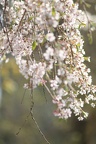 Prunus en fleurs (Jardin Public, Bordeaux)