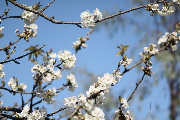 Prunus en fleurs (Jardin Public, Bordeaux)