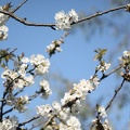 Prunus en fleurs (Jardin Public, Bordeaux)