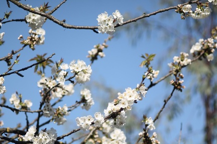 Prunus en fleurs (Jardin Public, Bordeaux)