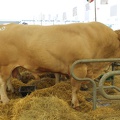 salon-agriculture-2013-0004.JPG