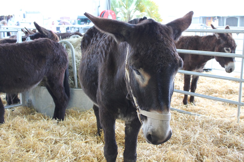 salon-agriculture-2013-0009