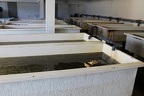 pisciculture-truite-0008