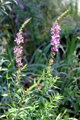 Flore des berges de Garonne (Rives d'Arcins)