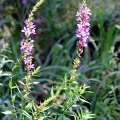 Flore des berges de Garonne (Rives d'Arcins)