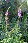 Flore des berges de Garonne (Rives d'Arcins)