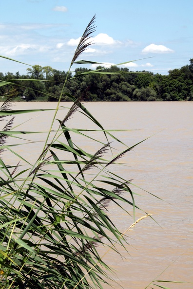 Flore des berges de Garonne (Rives d'Arcins) - rives-arcins-2014-0010.jpg rives-arcins-2014-0010.jpg
