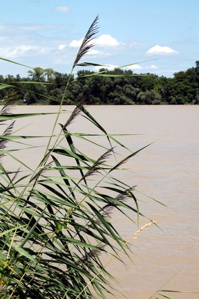 Flore des berges de Garonne (Rives d'Arcins)