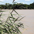 Flore des berges de Garonne (Rives d'Arcins)