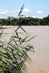 Flore des berges de Garonne (Rives d'Arcins)