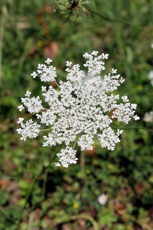 Flore sauvage de la Gironde (Rives d'Arcins)