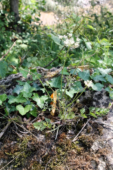 Flore des berges de Garonne