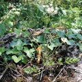 Flore des berges de Garonne