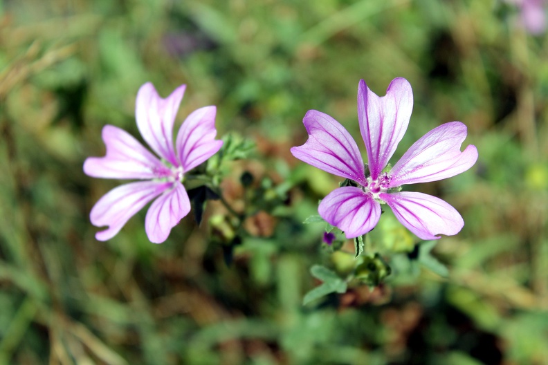 Mauve, flore sauvage de Gironde