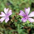 Mauve, flore sauvage de Gironde