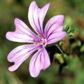 Mauve, flore sauvage de Gironde