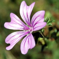 Mauve, flore sauvage de Gironde