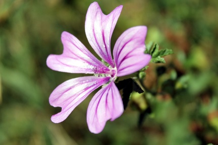 Mauve, flore sauvage de Gironde