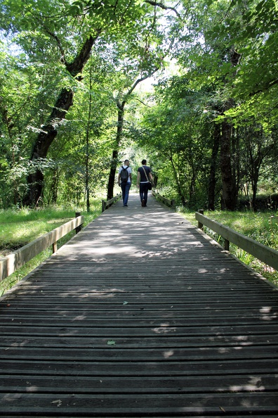 Promenade dans les bois des rives d'arcins - rives-arcins-2014-0072.jpg rives-arcins-2014-0072.jpg