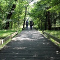 Promenade dans les bois des rives d'arcins