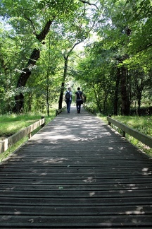 Promenade dans les bois des rives d'arcins