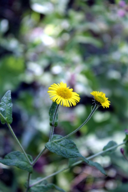 Flore sauvage (bois des rives d'Arcins)